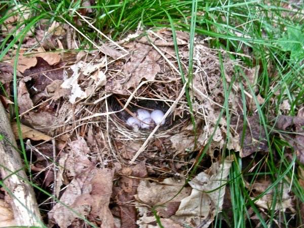 Ovenbird nest by K.P. McFarland is licensed under CC BY-NC 2.0